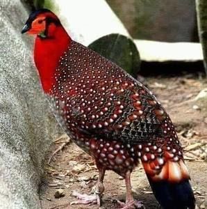 Meet your Posher, Felicito